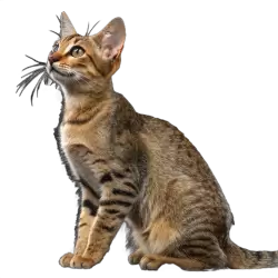 Imagen PNG para descargar